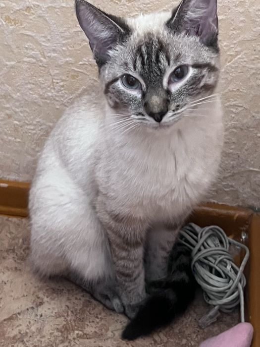 отдам в добрые руки