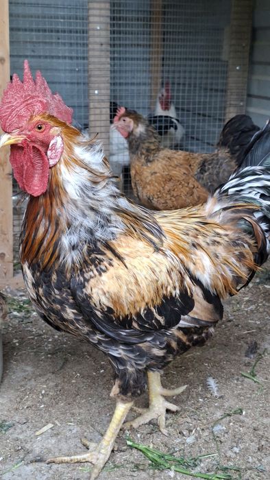 Продам кур несушек