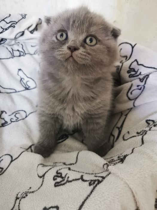 Продам красивых  котят