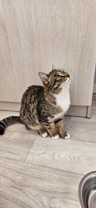 Отдам кошку в добрые руки