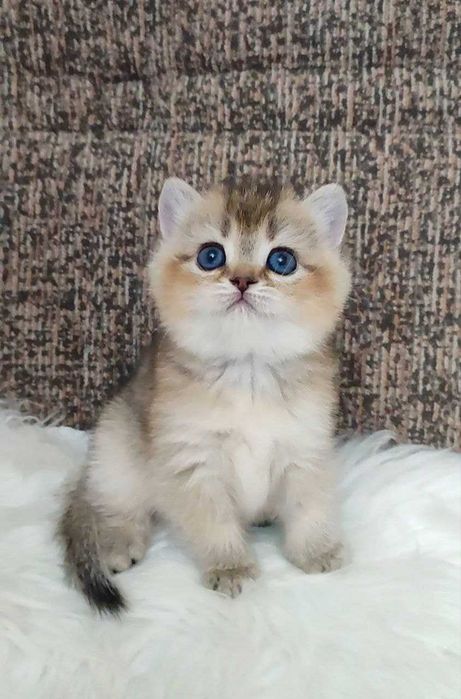 чистокровный котенок скотиш страйт золотой текированая 1.5 мес девочка