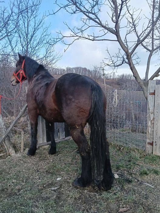 Vând iapa de 4 pe 5 ani cuminte și garantata  de ham