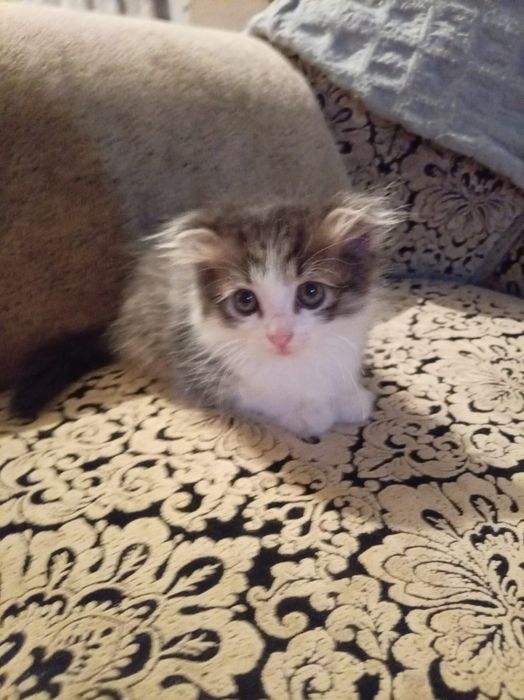 Котята даром , 2 месяца