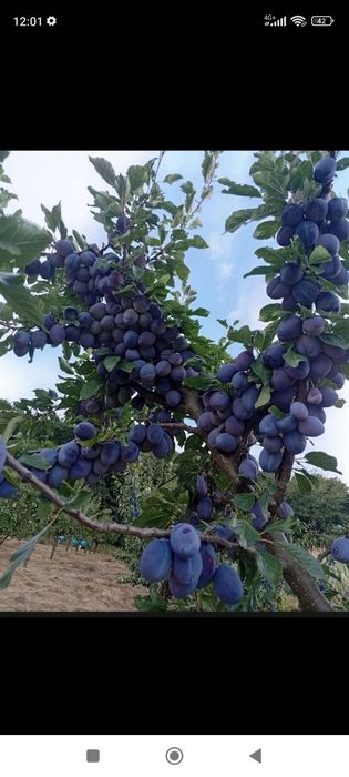 Vând prune de țuică livrarea se face gratuit la domiciliul clientului pentru detalii 0733207585