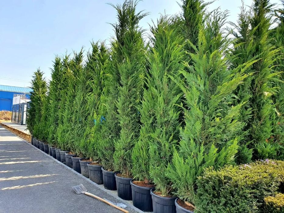 Gard viu verde vesnic, verde si iarna, leylandii, tuia. Nu beton