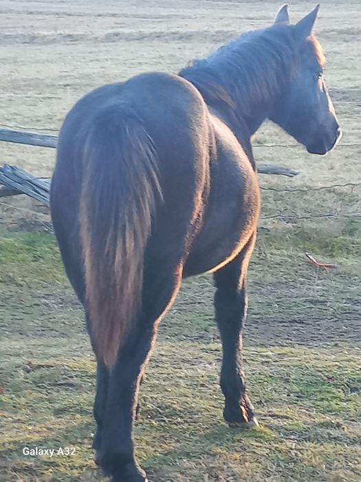 Vand sau  schimb manza de 8 luni din rasa semigreu ff frumoasa