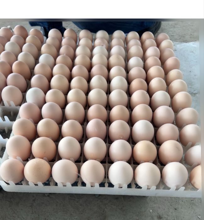 Инкубационный яйцо бройлера