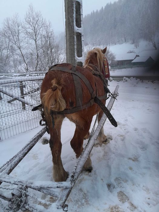 Caii de vanzare sau schimb