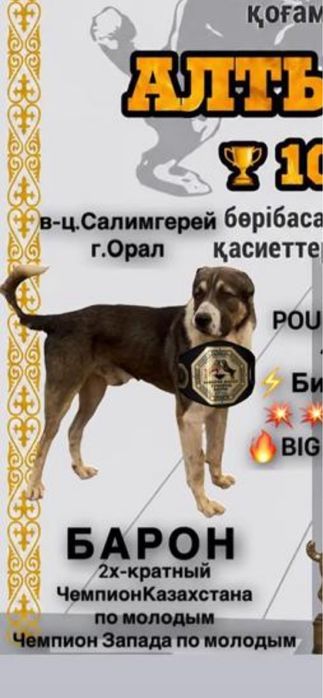 Продам щенка алабай