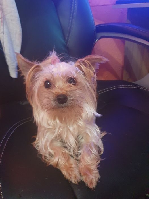 Мини йорки женска