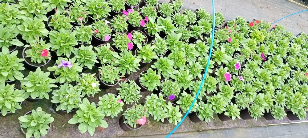 Petunii,muscate, garofițe,bacopa ,petunii curgătoare crăițe