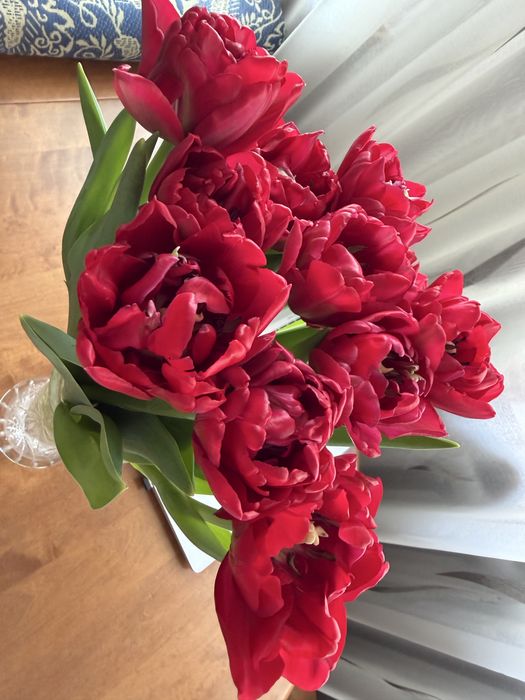 Голландские тюльпаны