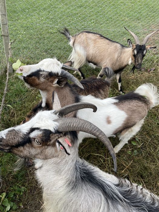 Vand tap tanar frumos / schimb cu pasari de curte