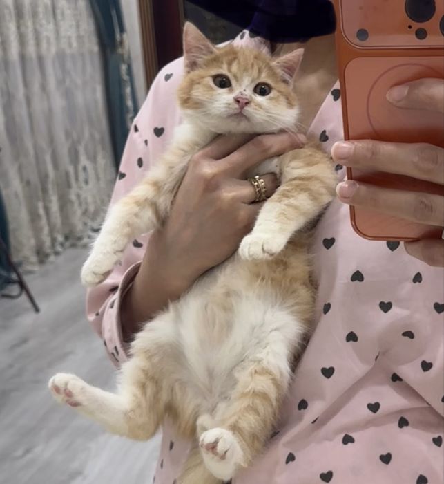 Милые пушистые котята