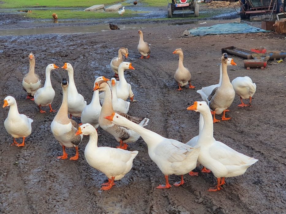 Iapa tractiune, semigrea si gaste