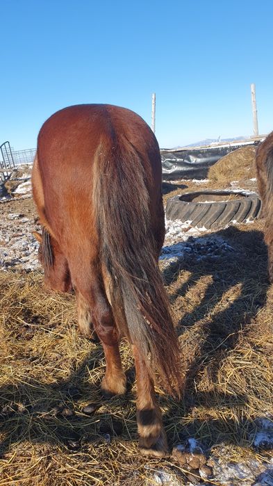 Продам жеребца четыре города