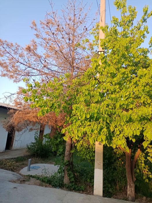 Хул ва Курук утинлар сотилади