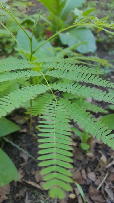 Arbore de mătase (albizzia)