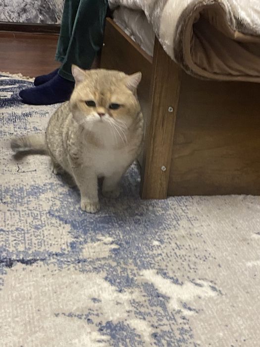 Vyazkaga zalatoy shinshila на вязку