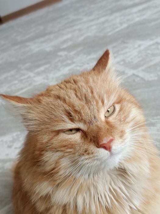 Пропал рыжий Кот!