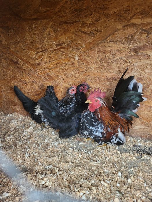 Vând 3 cocosi chabo