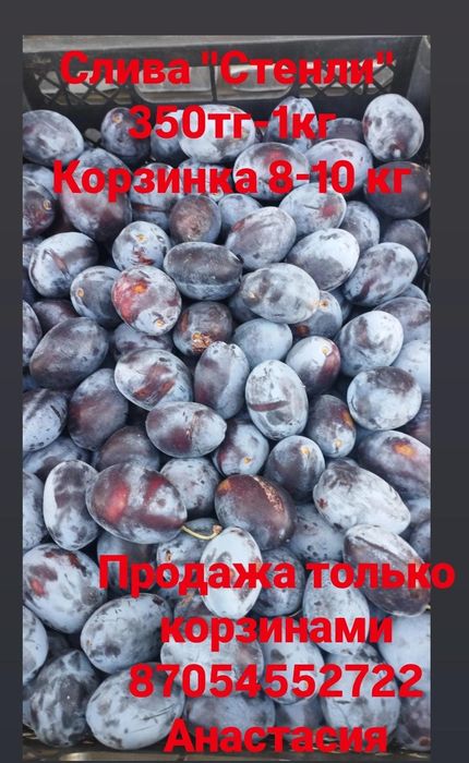 Продам чернослив "Стенли "