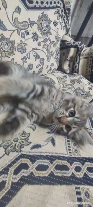 Кошка породисты.