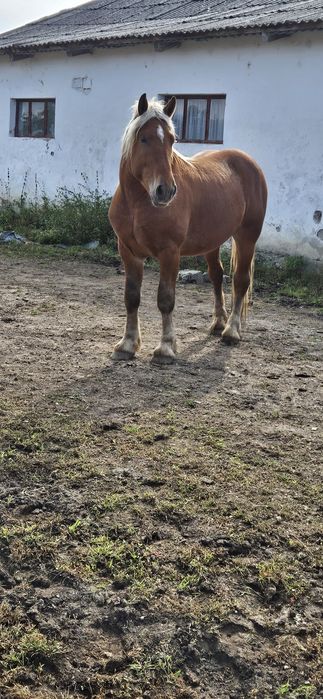 Armăsar comtois 3 ani