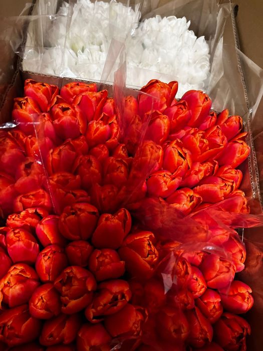 Тюльпаны экстра класса