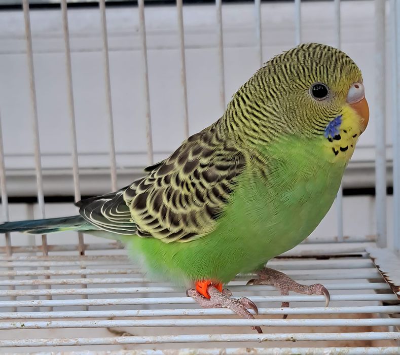 Peruși Peruși Peruși