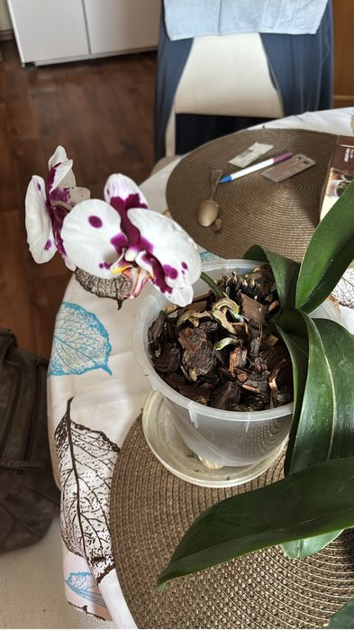 Хлорофитумы и другие цветы