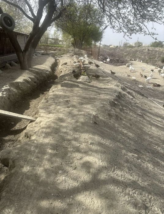 Урдак ва Гоз тухумлари сотилади