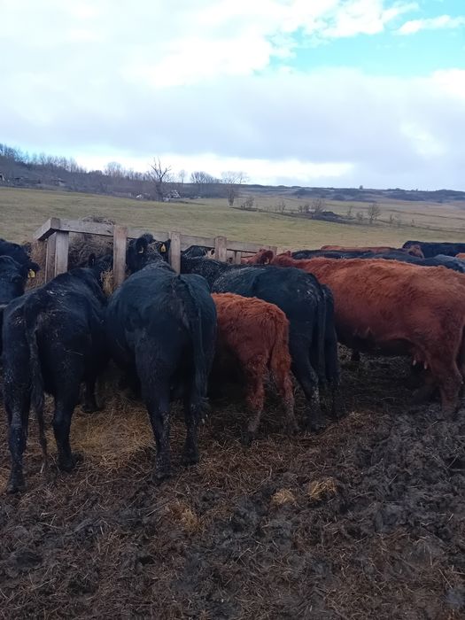 Vitei angus 9-10 luni