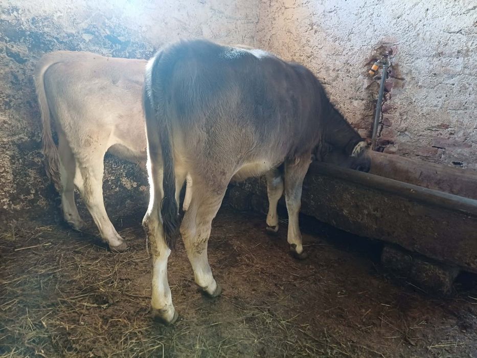 Tauras angus și vitea de monta