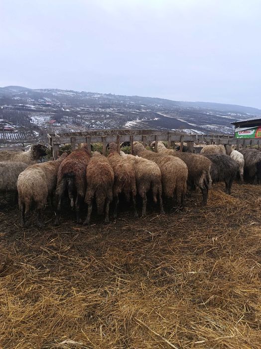 Vând 100 oi carabase cu miei