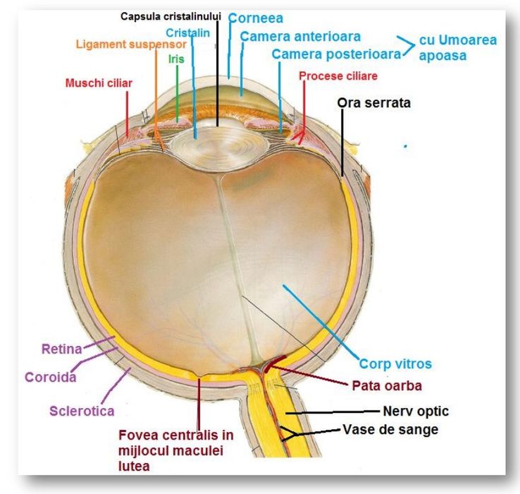 Meditații biologie bac