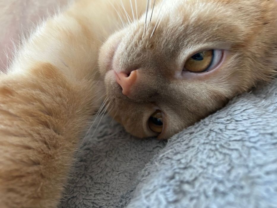 Полубриташка рыжий кот в Астане