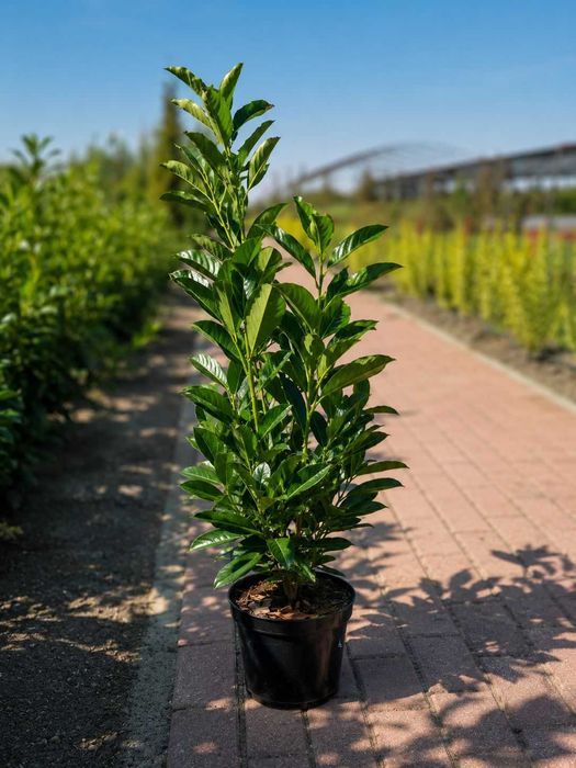 Gard Viu Premium: Photinia Red Robin,  Prunus Laurocerasus, Ligustrum Aureum in  Timis