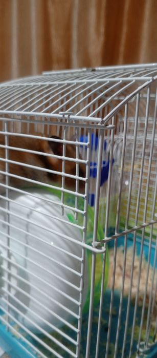 Продам хомяка с клеткой