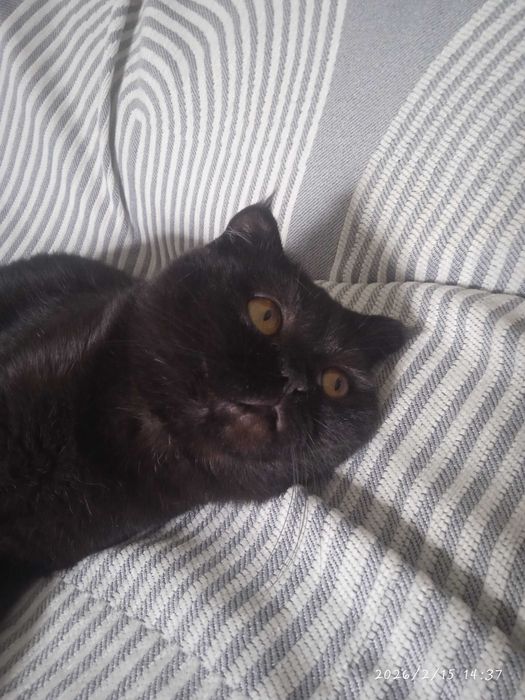 Скотиш фолд шотландский вислоухий кот