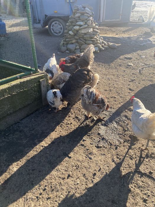 Vand cocos Austorlop