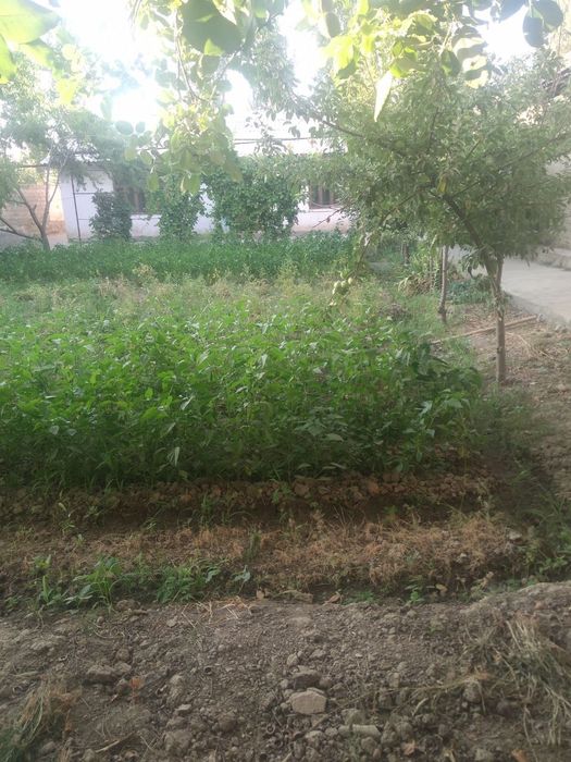 Ўртачирчиқ тумани Ўртасаройда уй сотиладии