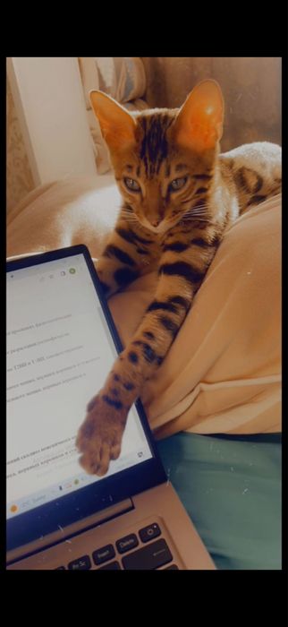 Бенгальский кот. 2,5лет. Мальчик. Кострированный,привитый.