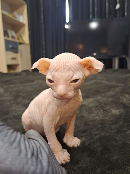 Очаровательные сфинксы левкой и эльф