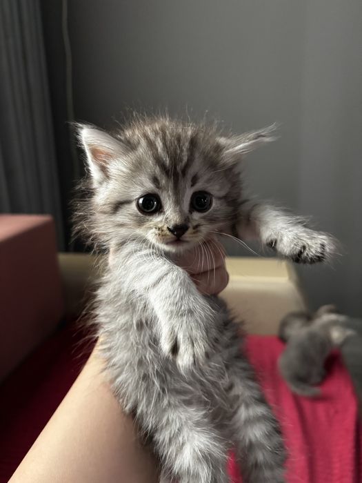 котята на продажу