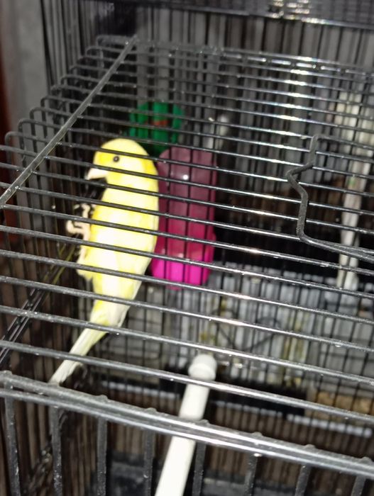 Продаю канарейки.