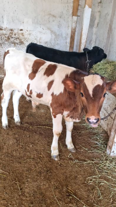Vând tăuraș de 3 luni și vițică de 3 luni jumate