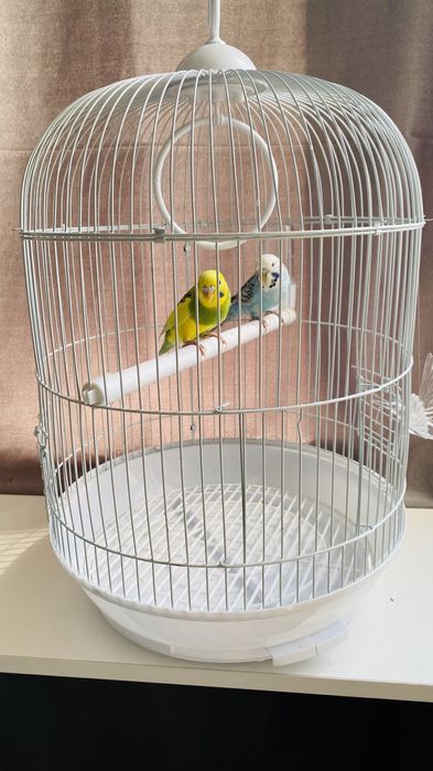 Пара волнистых попугаев в клетке.