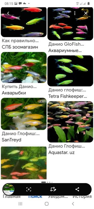 Даниё глофиш рыбки не прихотливые для содержание