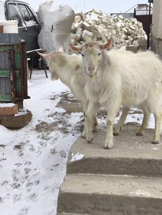 Заанен теке сатамыз